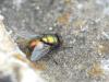 Lucilia sericata